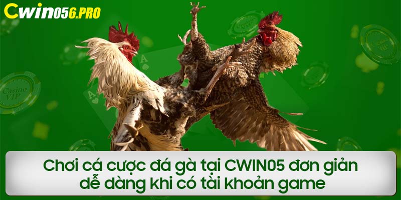 Chơi cá cược đá gà tại CWIN05 đơn giản, dễ dàng khi có tài khoản game