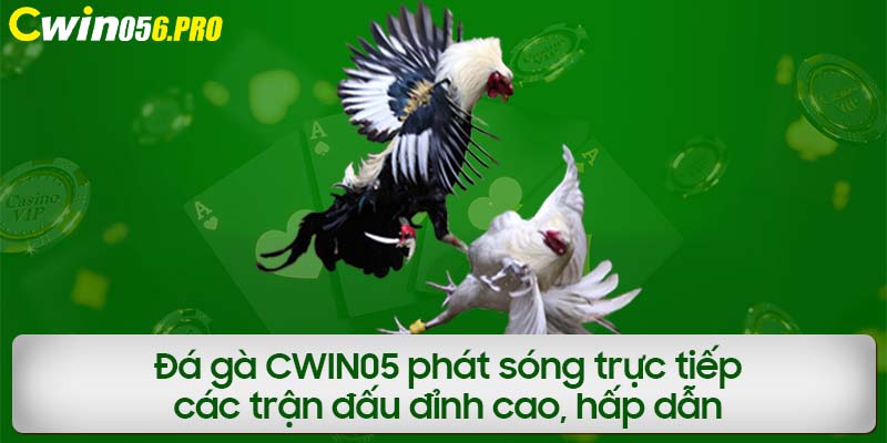 Đá gà CWIN05 phát sóng trực tiếp các trận đấu đỉnh cao, hấp dẫn