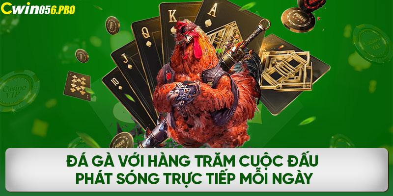 Đá gà với hàng trăm cuộc đấu phát sóng trực tiếp mỗi ngày 